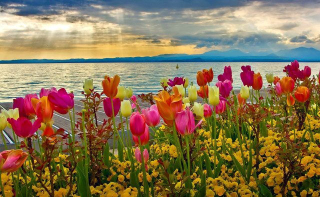Flowers water cloudy sky background free wallpaper for desktop - medium preview image