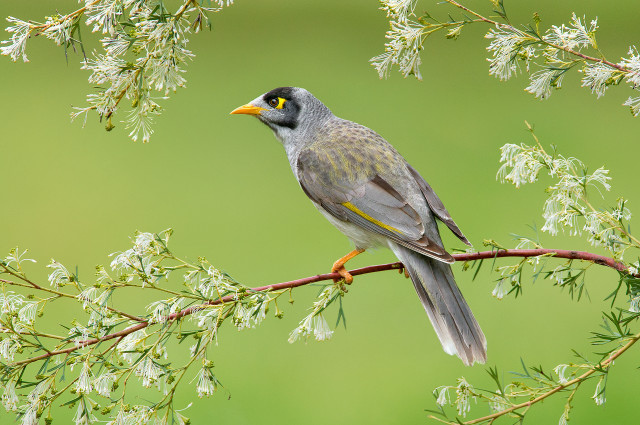 Bird perched branch white flowers #4 free wallpaper for desktop - medium preview image