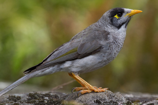 Bird yellow beak rock woods free wallpaper for desktop - medium preview image