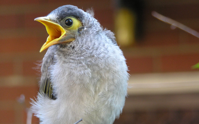 Black head yellow beak long free wallpaper for desktop - medium preview image
