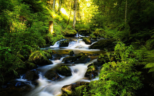 Lush stream forest trees rocks #2 free wallpaper for desktop - medium preview image