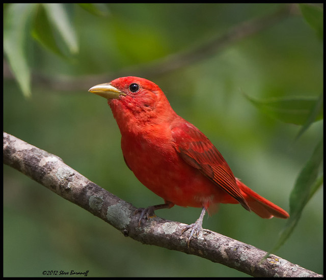 Red bird perched branch leaves free wallpaper for desktop - medium preview image