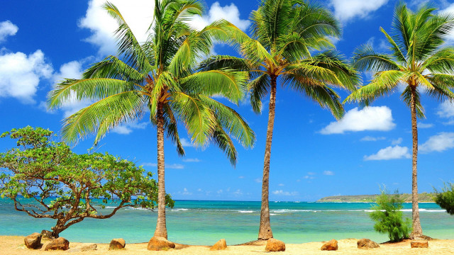 Beach palm trees blue sky #15 free wallpaper for desktop - medium preview image