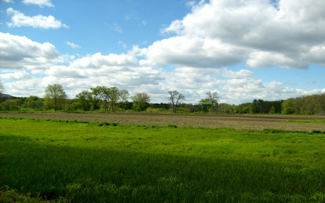 Field trees sky clouds nature free wallpaper for desktop - medium preview image