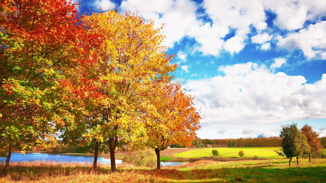 Field trees lake clouds autumn free wallpaper for desktop - medium preview image