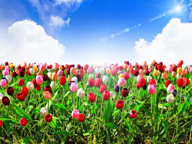 Field of flowers blue sky #8 free wallpaper for desktop - medium preview image