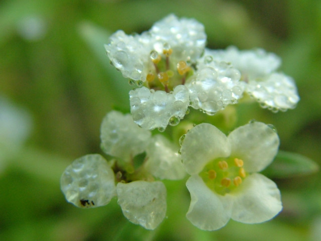 Close up flower water droplets #8 free wallpaper for desktop - medium preview image