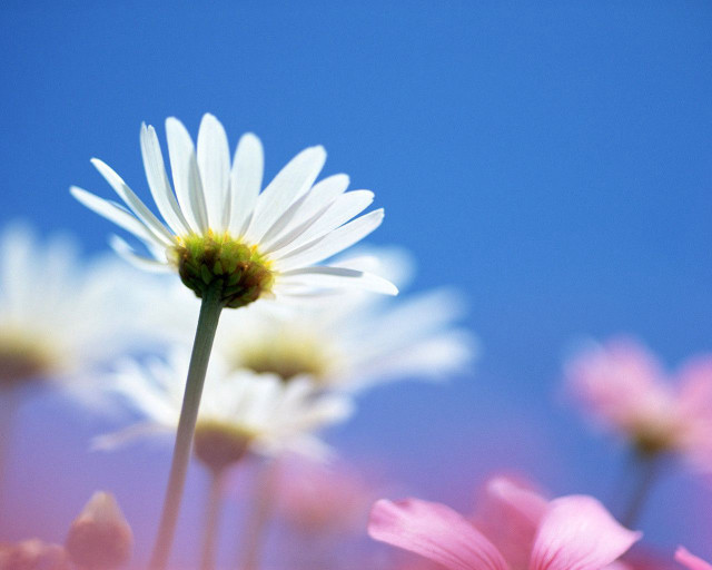 Close up flower sky background #2 free wallpaper for desktop - medium preview image