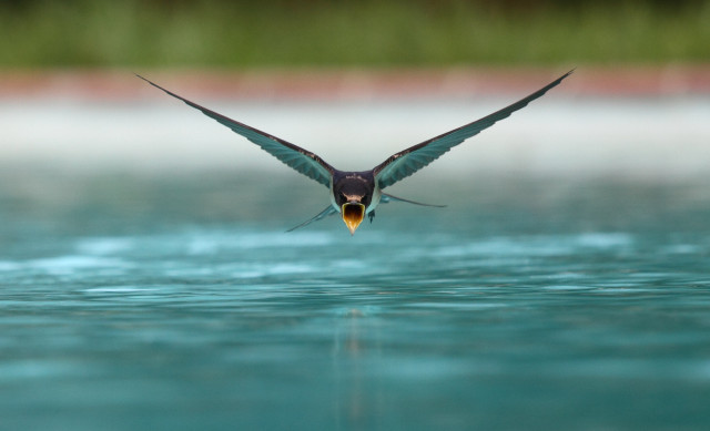 Bird flying water wings spread #5 free wallpaper for desktop - medium preview image