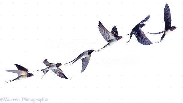 Birds flying formation together in free wallpaper for desktop - medium preview image
