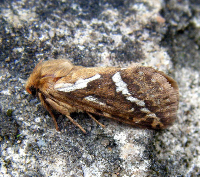 Moth brownwhite whitemarkings christmas city free wallpaper for tablet - medium preview image