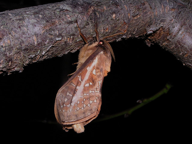Moth hanging upside down tree free wallpaper for desktop - medium preview image