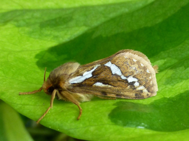 Brown white moth green plant free wallpaper for desktop - medium preview image
