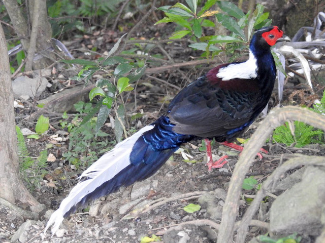 Bird red head white tail free wallpaper for desktop - medium preview image
