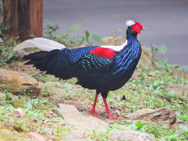 Colorful bird rocky hillside tree free wallpaper for desktop - medium preview image