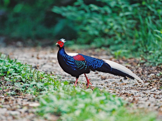 Bird red head blue tail free wallpaper for desktop - medium preview image