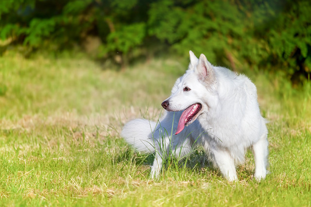 White dog sitting grass tongue #2 free wallpaper for desktop - medium preview image