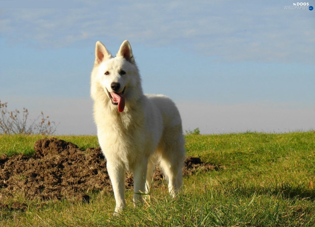 White dog field blue sky free wallpaper for desktop - medium preview image