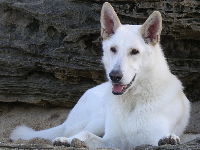 White dog rock cliff tongue free wallpaper for desktop - medium preview image
