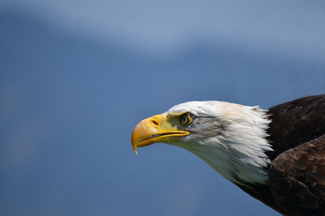 Bald eagle yellow beak white #2 free wallpaper for desktop - medium preview image