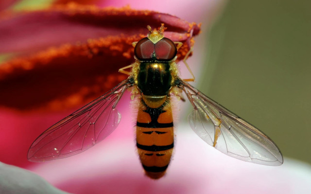 Fly closeup flower pink petals free wallpaper for desktop - medium preview image