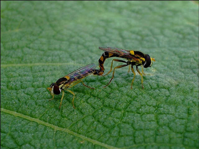 Bees green leaf macro award free wallpaper for desktop - medium preview image