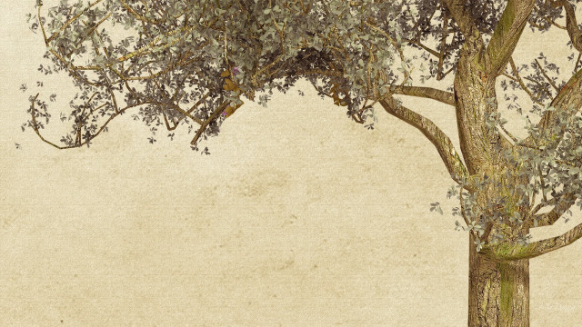 Tree bench dirt ground light free wallpaper for desktop - medium preview image