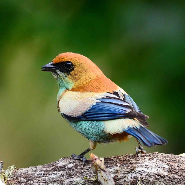 Colorful bird forest branch wildlife free wallpaper for tablet - medium preview image