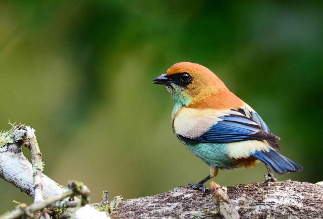 Colorful bird perched branch tree #4 free wallpaper for desktop - medium preview image