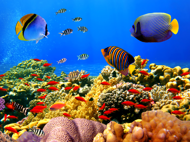 Fish coral reef ocean blue #15 free wallpaper for desktop - medium preview image