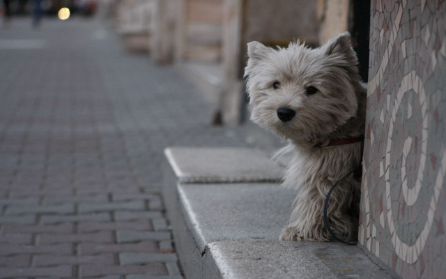 Small white dog sidewalk brick free wallpaper for desktop - medium preview image