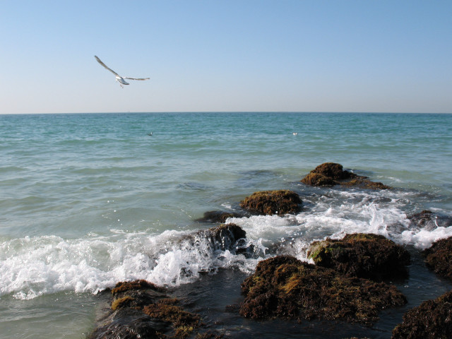 Bird flying ocean rocks wave free wallpaper for desktop - medium preview image