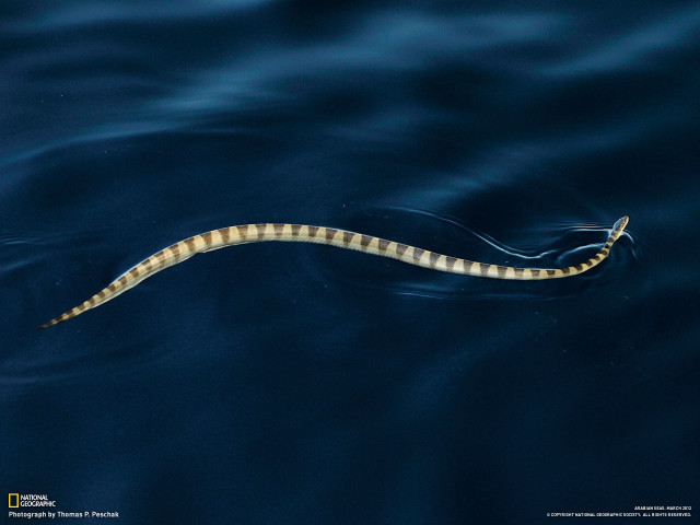 Long legged sea snake swimming free wallpaper for desktop - medium preview image