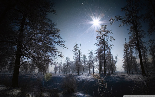 Sunny snowy forest trees snow free wallpaper for desktop - medium preview image