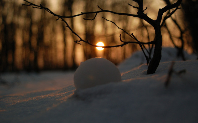 Snowball snow treebranch sunset background free wallpaper for desktop - medium preview image