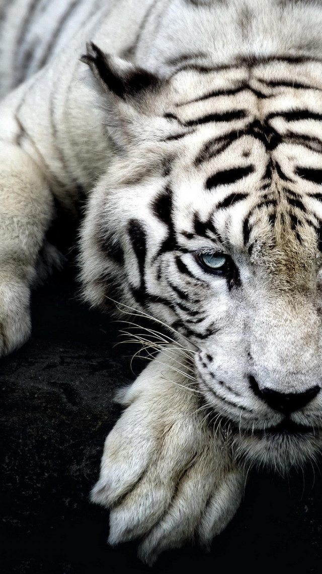 White tiger blurry blue eyes free wallpaper for mobile - medium preview image