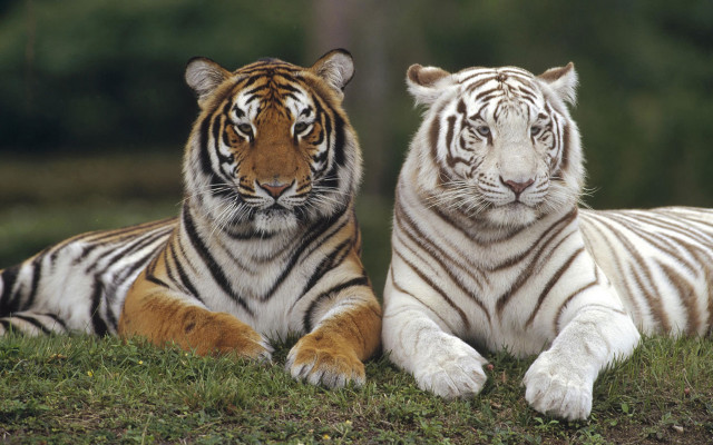 White tigers laying grass field free wallpaper for desktop - medium preview image