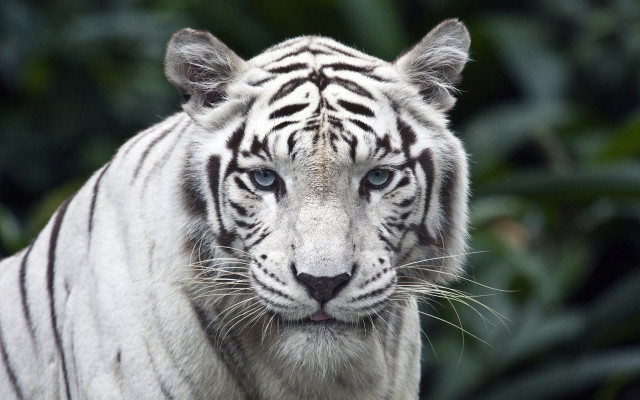 White tiger blue eyes serious free wallpaper for desktop - medium preview image
