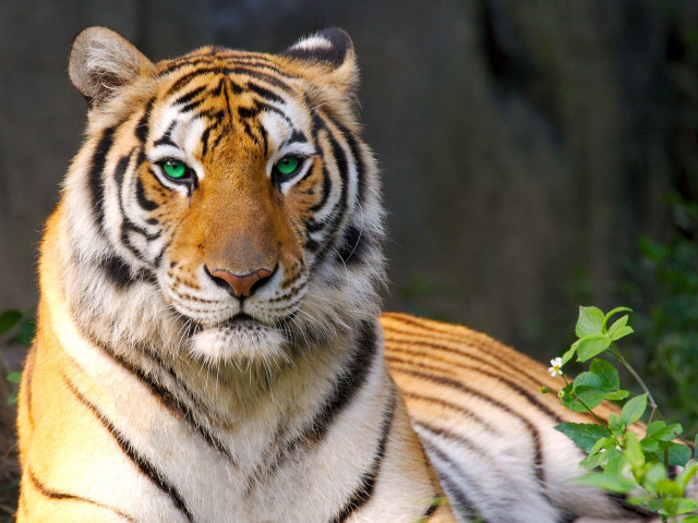 Tiger green eyes laying grass free wallpaper for desktop - medium preview image