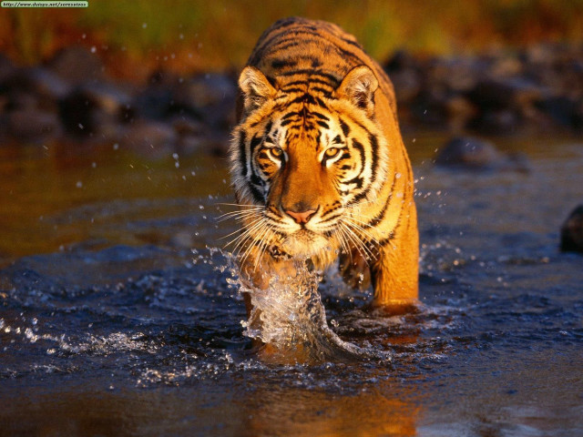 Tiger walking river fish mouth #2 free wallpaper for desktop - medium preview image