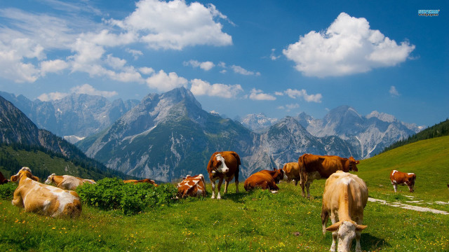 Cows grazing lush green hillside free wallpaper for desktop - medium preview image