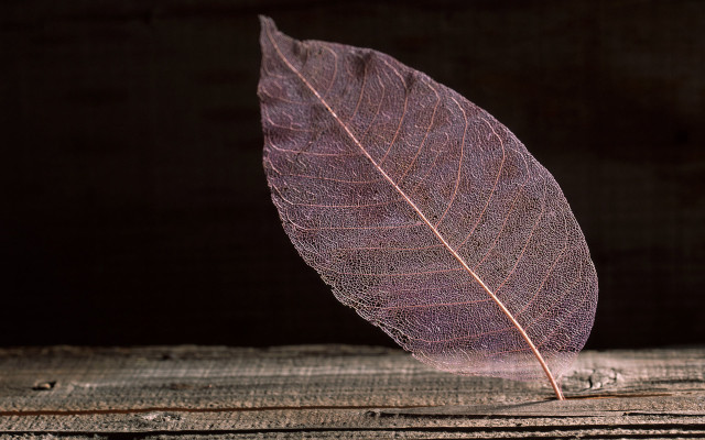 Single leaf wood dark background free wallpaper for desktop - medium preview image