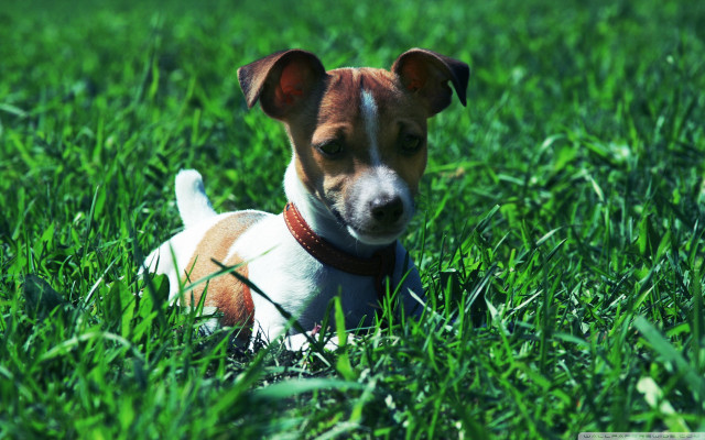 Small dog grass sad look #2 free wallpaper for desktop - medium preview image