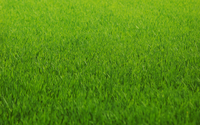 Green grass blurry background tall free wallpaper for desktop - medium preview image