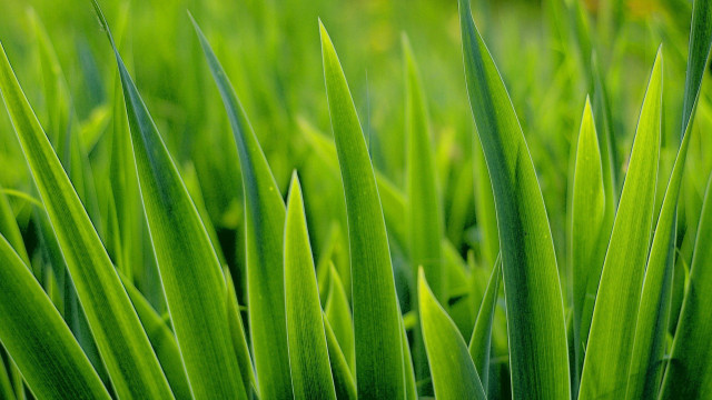 Close up green grass thin free wallpaper for desktop - medium preview image