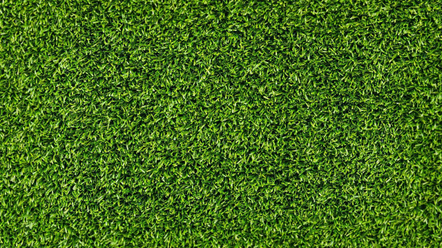 Green grass texture close up free wallpaper for desktop - medium preview image