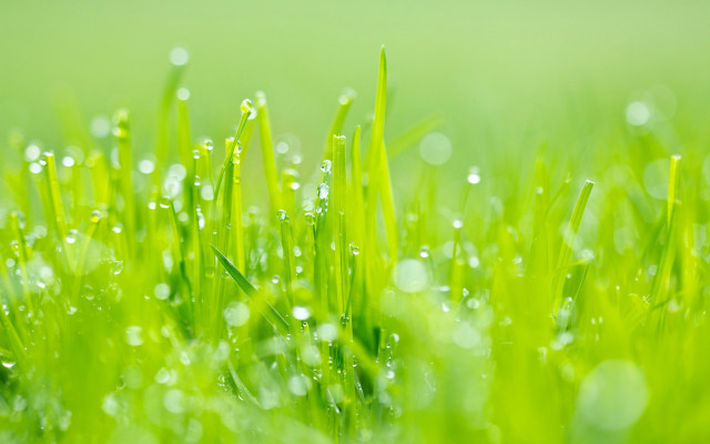 Close up grass water drops free wallpaper for desktop - medium preview image