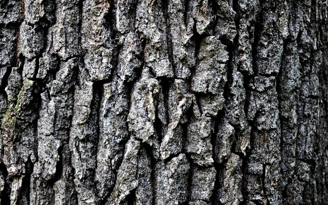 Tree trunk bark red bird free wallpaper for desktop - medium preview image
