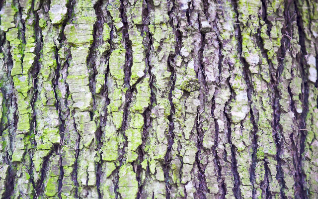 Mossy tree trunk bark green free wallpaper for desktop - medium preview image