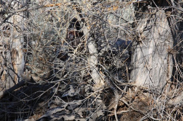 Bird tree branch woods dead free wallpaper for desktop - medium preview image